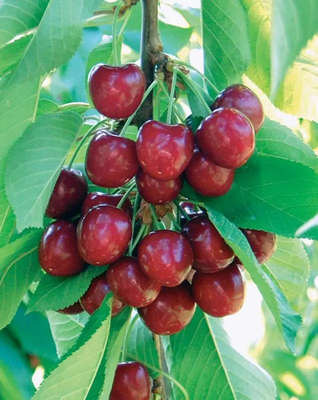 Benton® Sweet Cherry 1 Benton® Sweet Cherry