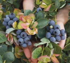 Bushel And Berry® Peach Sorbet® Blueberry 13 Bushel And Berry® Peach Sorbet® Blueberry -Trees & Plants Shop 4199 960x960 1