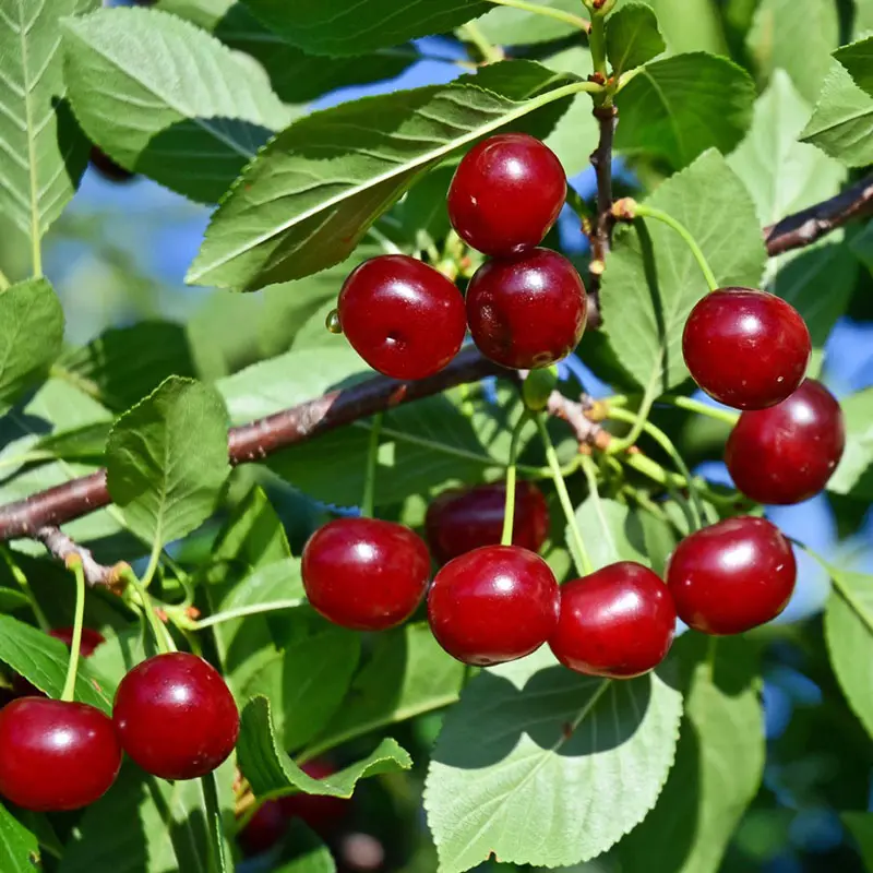 Carmine Jewel™ Bush Cherry 1 Carmine Jewel™ Bush Cherry