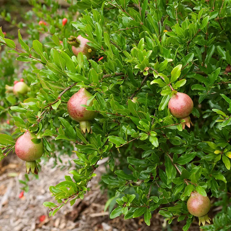Dwarf Red Pomegranate 1 Dwarf Red Pomegranate