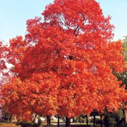 Sugar Maple