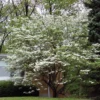 White Flowering Dogwood