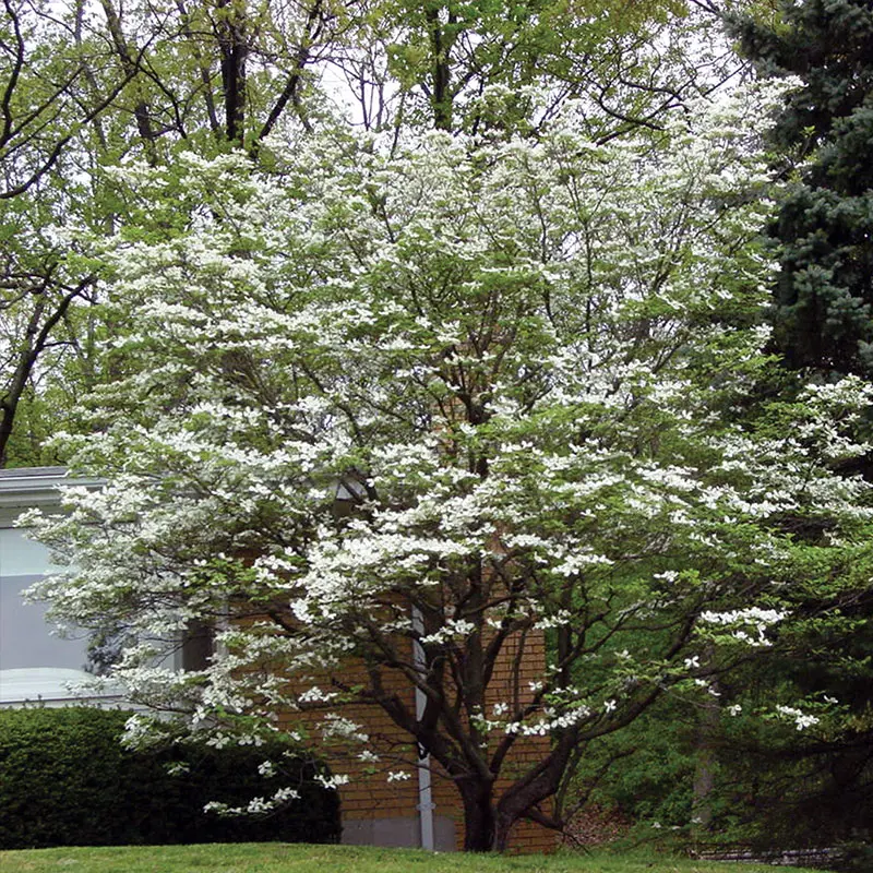 White Flowering Dogwood 1 White Flowering Dogwood