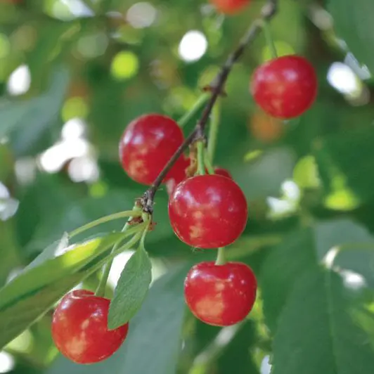 Stark® Montmorency Pie Cherry 1 Stark® Montmorency Pie Cherry