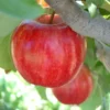 Starkrimson® Gala Apple