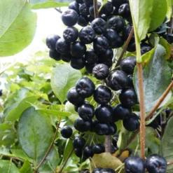 Viking Aronia Berry