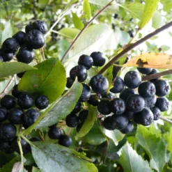 Viking Aronia Berry 7 Viking Aronia Berry -Trees & Plants Shop 4744 960x960 1