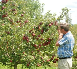 Empire Apple 5 Empire Apple -Trees & Plants Shop 476 960x960 1
