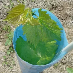 Blue-X® Vine Grow Tube 6 Blue-X® Vine Grow Tube -Trees & Plants Shop 5014 960x960 1