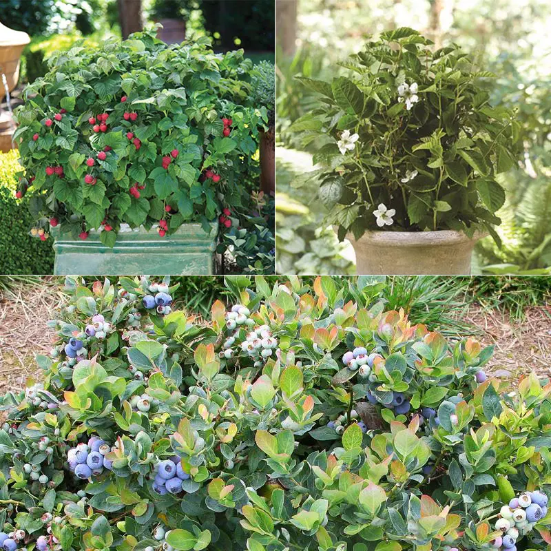 Bushel And Berry® Assortment 1 Bushel And Berry® Assortment