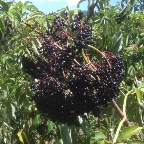 Ranch Elderberry 1 Ranch Elderberry