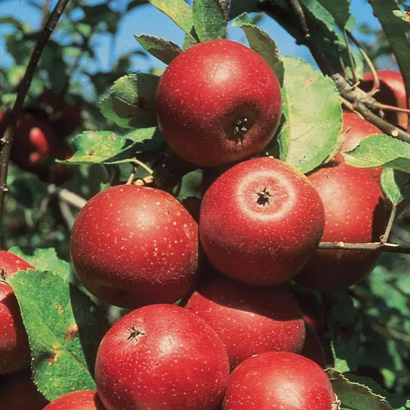 Starkspur® Winesap Apple 1 Starkspur® Winesap Apple