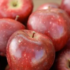 Starkrimson® Red Delicious Apple -Trees & Plants Shop 5206 960x960 1