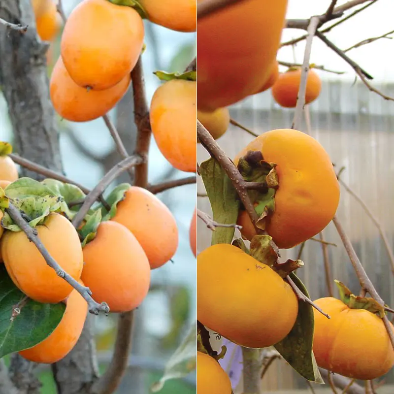 Double Play Asian Persimmon Tree Collection 2 Double Play Asian Persimmon Tree Collection - Image 2
