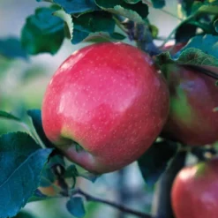 Pink Lady® Apple 6 Pink Lady® Apple -Trees & Plants Shop 5211 960x960 1