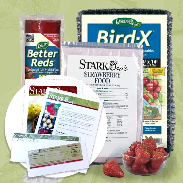 Strawberry Plant Success Kit Gift Certificate Collection 1 Strawberry Plant Success Kit Gift Certificate Collection