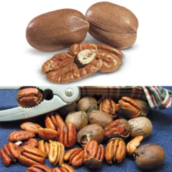 Stark® Exclusive Pecan Tree Collection