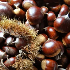 Sleeping Giant Chestnut