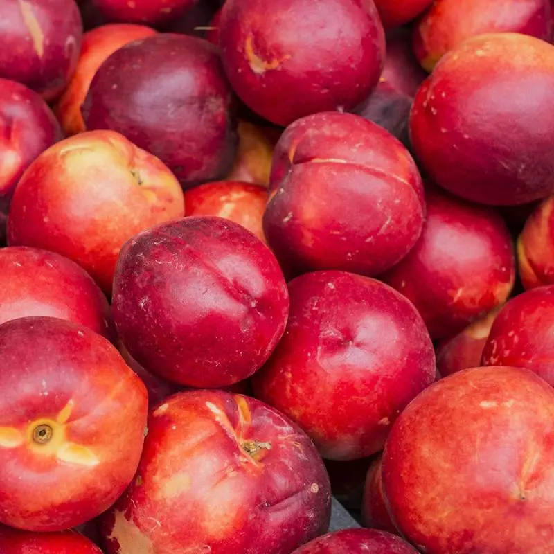 Snow Queen Nectarine 1 Snow Queen Nectarine