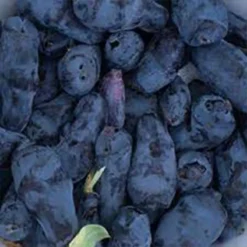 Boreal Beast Honeyberry