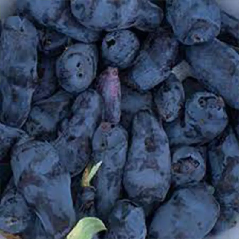 Boreal Beast Honeyberry 1 Boreal Beast Honeyberry