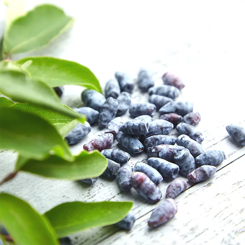 Honey Bee Honeyberry 1 Honey Bee Honeyberry