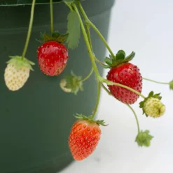 Bushel And Berry® Snowy Belle™ Strawberry -Trees & Plants Shop 6183 960x960 1