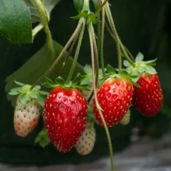 Bushel And Berry® Scarlet Belle™ Strawberry -Trees & Plants Shop 6184 960x960 1
