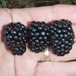 Prime-Ark® Blackberry Plant Collection -Trees & Plants Shop 6211 960x960 1