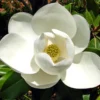 Kay Parris Magnolia