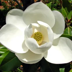Kay Parris Magnolia