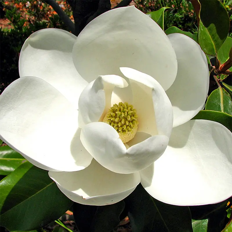 Kay Parris Magnolia 1 Kay Parris Magnolia