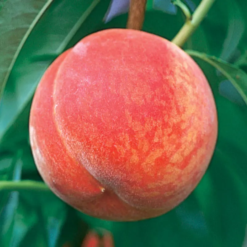 GaLa Peach 1 GaLa Peach