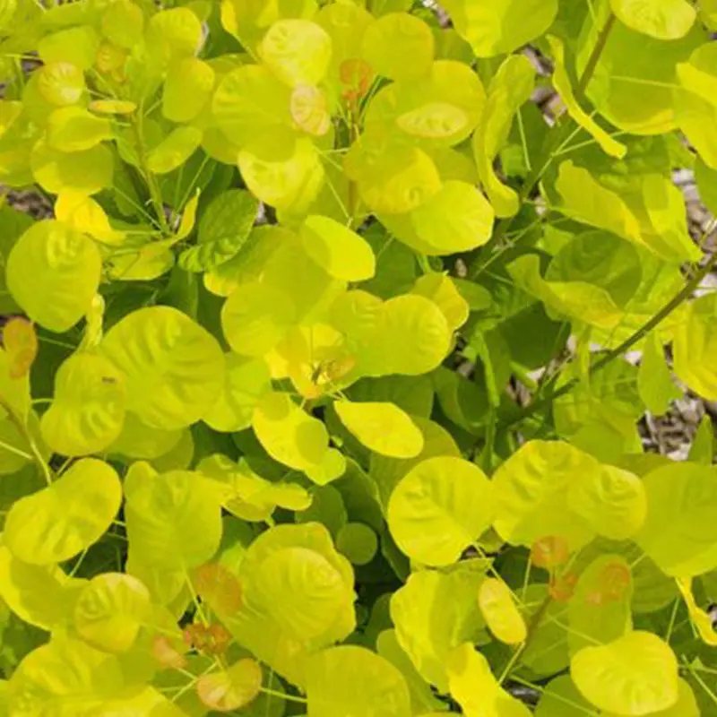 Golden Spirit Smokebush 1 Golden Spirit Smokebush