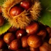 Mossbarger Chestnut
