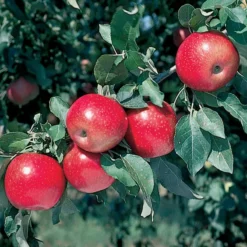 Stark® Crimson Spire® Apple