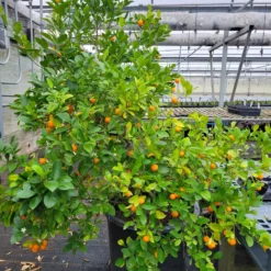 Calamondin Orange 5 Calamondin Orange -Trees & Plants Shop 6683 960x960 1