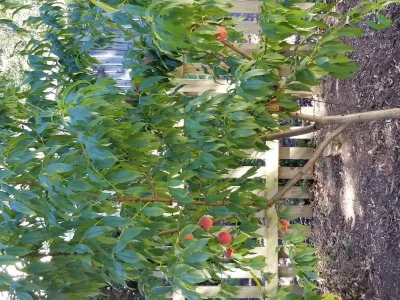 Redhaven Peach 2 Redhaven Peach - Image 2