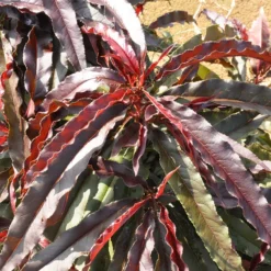 Ruby Ruffle™ Patio Peach 7 Ruby Ruffle™ Patio Peach -Trees & Plants Shop 6736 960x960 1