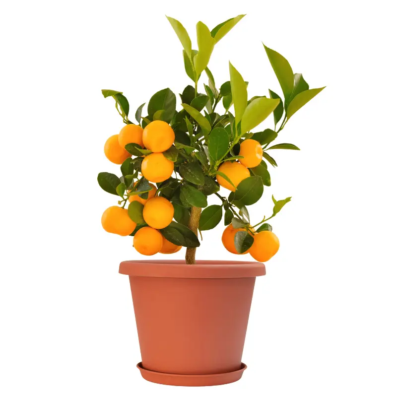 PlasTerra® Classic 10" Pot & Saucer 2 PlasTerra® Classic 10" Pot & Saucer - Image 2