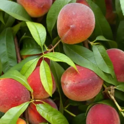 Florida Grande Peach