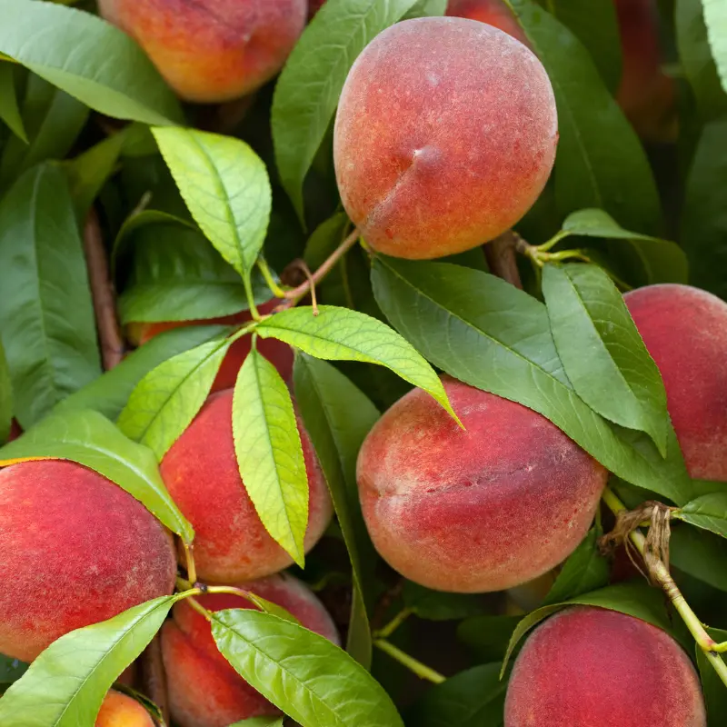 Florida Grande Peach 1 Florida Grande Peach