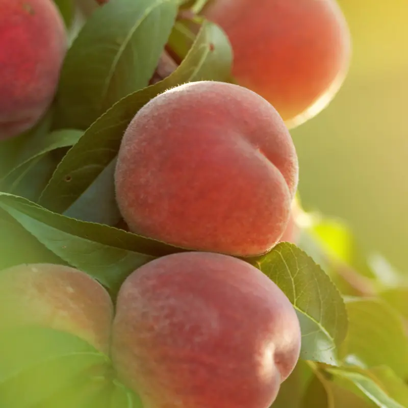 Tropic Beauty Peach 1 Tropic Beauty Peach