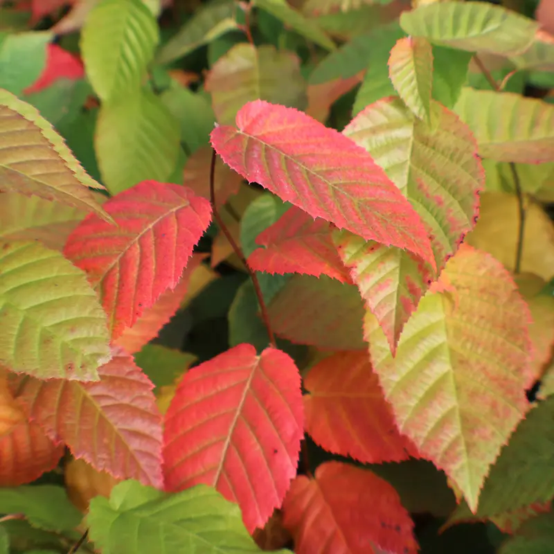 Wisconsin Red™ Musclewood American Hornbeam 1 Wisconsin Red™ Musclewood American Hornbeam