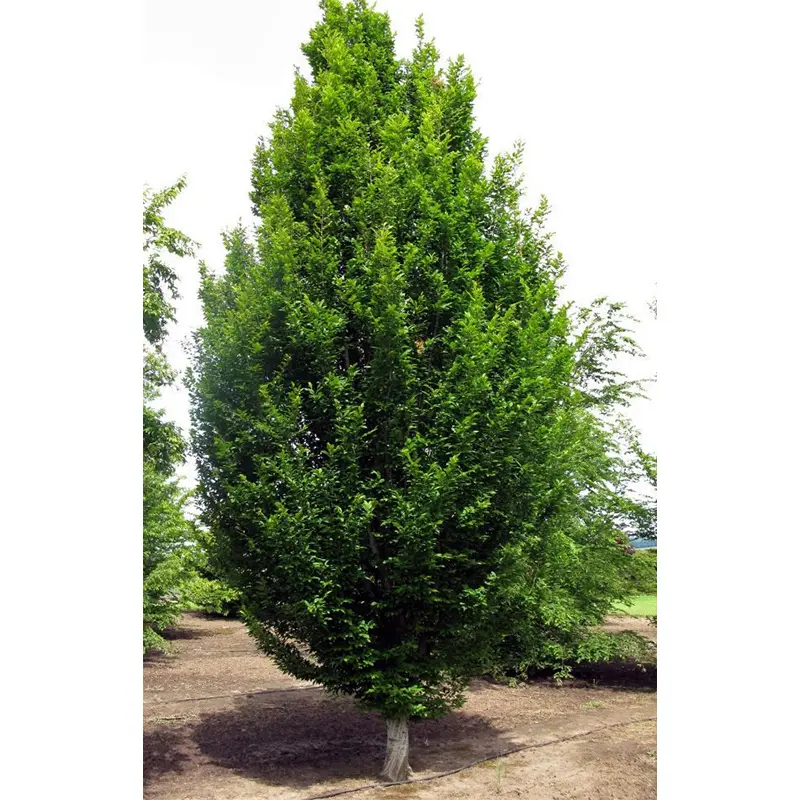 Skylark™ Hornbeam 1 Skylark™ Hornbeam