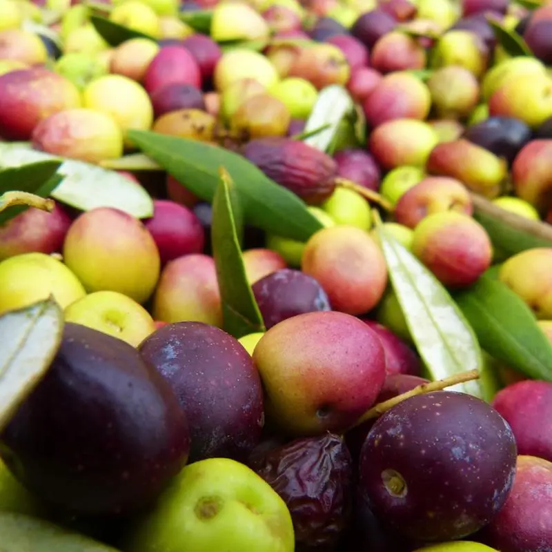 Arbequina Olive 2 Arbequina Olive - Image 2