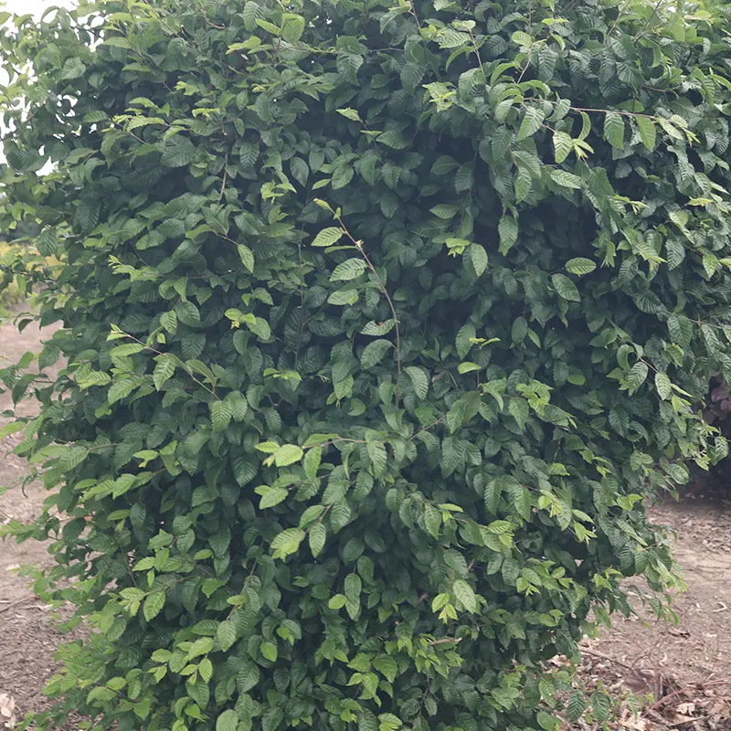 Model Rocket™ Korean Hornbeam 1 Model Rocket™ Korean Hornbeam