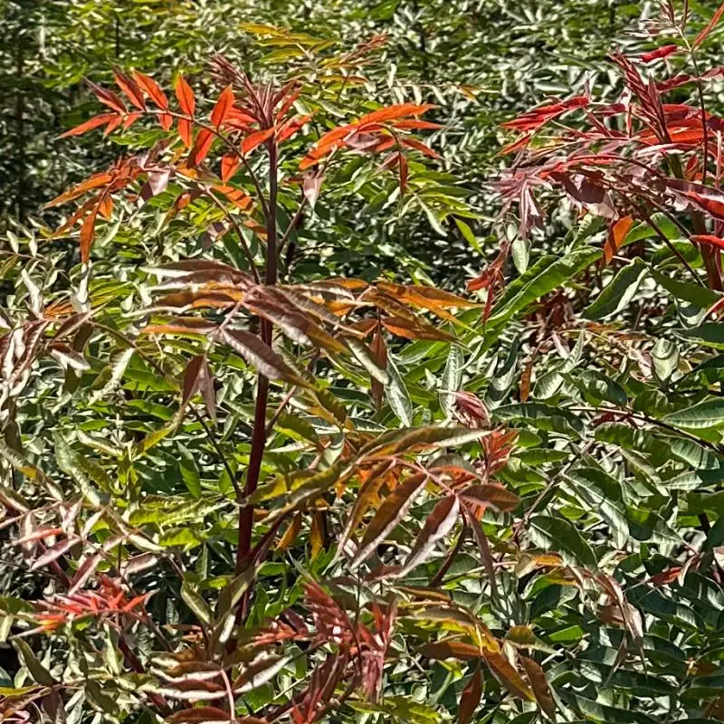 Red Push Pistache 2 Red Push Pistache - Image 2