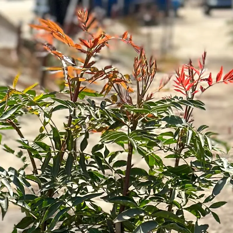 Red Push Pistache 1 Red Push Pistache