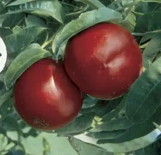 Mericrest Nectarine 2 Mericrest Nectarine - Image 2